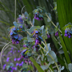 Load image into Gallery viewer, Cerinthe, 'Pride of Gibraltar' – photo 2
