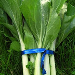 Load image into Gallery viewer, Bok Choi, 'Prize Choi' – photo 2

