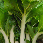 Load image into Gallery viewer, Bok Choi, 'Prize Choi'
