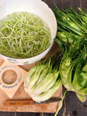 Load image into Gallery viewer, Chicory (Puntarelle di Galatina), 'Medusa' – photo 2
