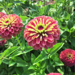 Load image into Gallery viewer, Zinnia, 'Queen Red Lime' – photo 2
