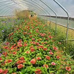 Load image into Gallery viewer, Zinnia, 'Queen Red Lime' – photo 3
