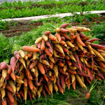 Load image into Gallery viewer, Carrot, 'Rainbow Mix' – photo 2
