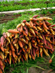 Load image into Gallery viewer, Carrot, 'Rainbow Mix' – photo 2
