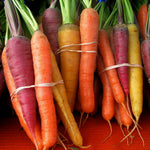 Load image into Gallery viewer, Carrot, 'Rainbow Mix'
