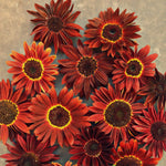 Load image into Gallery viewer, Sunflower, 'Reds'
