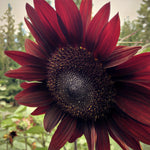 Load image into Gallery viewer, Sunflower, 'Reds' – photo 2
