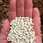 Load image into Gallery viewer, Bean, Bush Dry, 'Hungarian Rice Bean'
