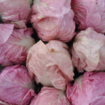 Load image into Gallery viewer, Radicchio (Rosa del Veneto), 'Rosato' – photo 2
