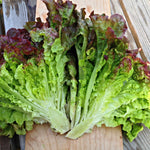 Load image into Gallery viewer, Lettuce, 'Royal Red' – photo 3
