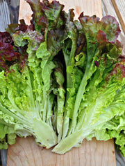 Load image into Gallery viewer, Lettuce, 'Royal Red' – photo 3
