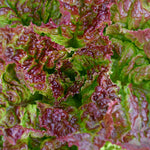 Load image into Gallery viewer, Lettuce, 'Royal Red' – photo 2
