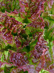 Load image into Gallery viewer, Lettuce, 'Royal Red' – photo 2
