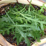 Load image into Gallery viewer, Arugula, 'Rucola' – photo 2
