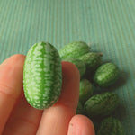 Load image into Gallery viewer, Cucumber (Mexican Sour Gherkin, Cucamelon), 'Sandita' – photo 2
