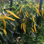 Load image into Gallery viewer, Hot Pepper, 'Sarit Gat' – photo 2
