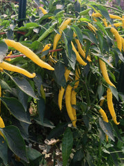 Load image into Gallery viewer, Hot Pepper, 'Sarit Gat' – photo 2
