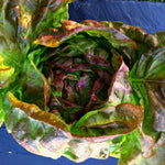 Load image into Gallery viewer, Lettuce, 'Scarlet Butter' – photo 2
