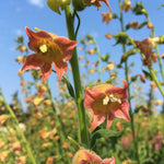 Load image into Gallery viewer, Nicotiana, 'Peach Screamer'
