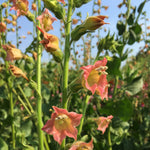 Load image into Gallery viewer, Nicotiana, 'Peach Screamer' – photo 2
