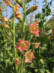 Load image into Gallery viewer, Nicotiana, 'Peach Screamer' – photo 2
