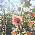 Load image into Gallery viewer, Nicotiana, 'Peach Screamer' – photo 3
