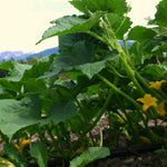 Load image into Gallery viewer, Cucumber, 'Silver Slicer' – photo 2
