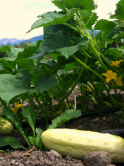 Load image into Gallery viewer, Cucumber, 'Silver Slicer' – photo 2

