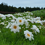 Load image into Gallery viewer, Cosmos, 'Snow Puff' – photo 2
