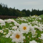 Load image into Gallery viewer, Cosmos, 'Snow Puff'
