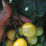 Load image into Gallery viewer, Tomato, 'Snow White'
