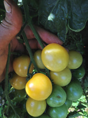 Load image into Gallery viewer, Tomato, 'Snow White'
