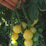 Load image into Gallery viewer, Tomato, 'Snow White' – photo 2
