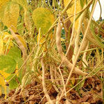 Load image into Gallery viewer, Bean, Pole Dry, 'Pescia' – photo 2
