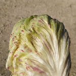 Load image into Gallery viewer, Radicchio (Variegato di Lusia), 'Sorgente' – photo 2
