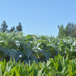 Load image into Gallery viewer, Blood Sorrel – photo 3
