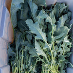 Load image into Gallery viewer, Broccoli, 'Broccolo Fiolaro di Creazzo'
