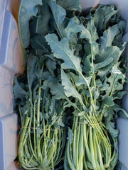 Load image into Gallery viewer, Broccoli, 'Broccolo Fiolaro di Creazzo'
