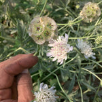 Load image into Gallery viewer, Scabiosa, 'Sternkugel' – photo 3
