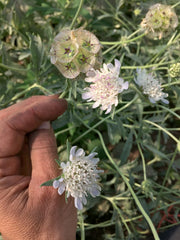 Load image into Gallery viewer, Scabiosa, 'Sternkugel' – photo 3
