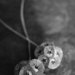 Load image into Gallery viewer, Scabiosa, 'Sternkugel' – photo 4
