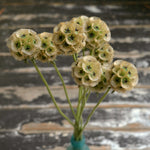 Load image into Gallery viewer, Scabiosa, 'Sternkugel'
