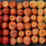Load image into Gallery viewer, Strawflower, 'Apricot Peach Mix' – photo 2
