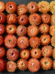 Load image into Gallery viewer, Strawflower, 'Apricot Peach Mix' – photo 2
