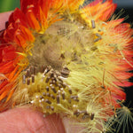Load image into Gallery viewer, Strawflower, 'Monstrosum Fireball' – photo 4
