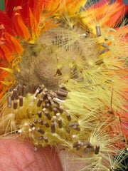 Load image into Gallery viewer, Strawflower, 'Monstrosum Fireball' – photo 4
