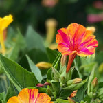 Load image into Gallery viewer, Four O'Clocks, 'Strega'
