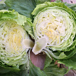 Load image into Gallery viewer, Lettuce, 'Summertime' – photo 2
