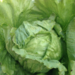 Load image into Gallery viewer, Lettuce, 'Summertime'

