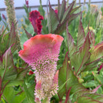 Load image into Gallery viewer, Celosia, 'Supercrest and Friends' – photo 3
